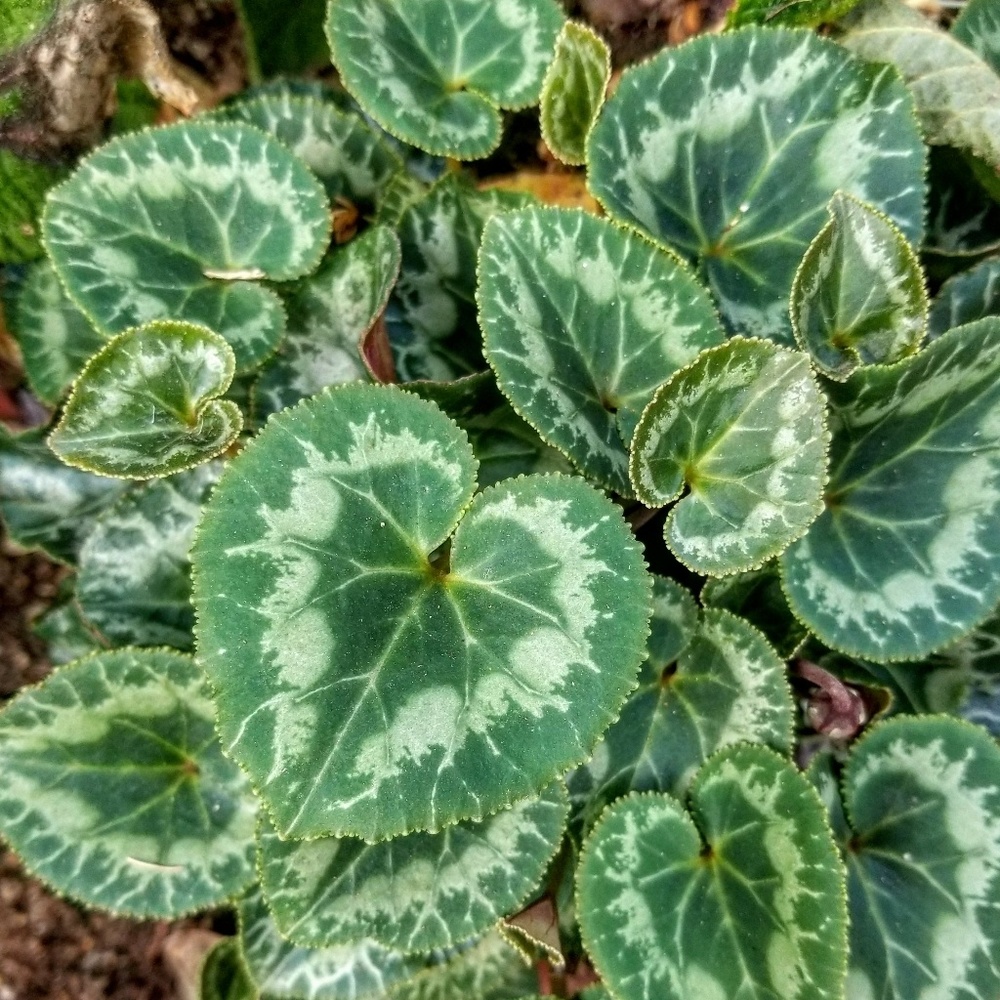 Meet your Posher, Yvonne